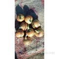 New Crop Fresh Yellow Onion 2019